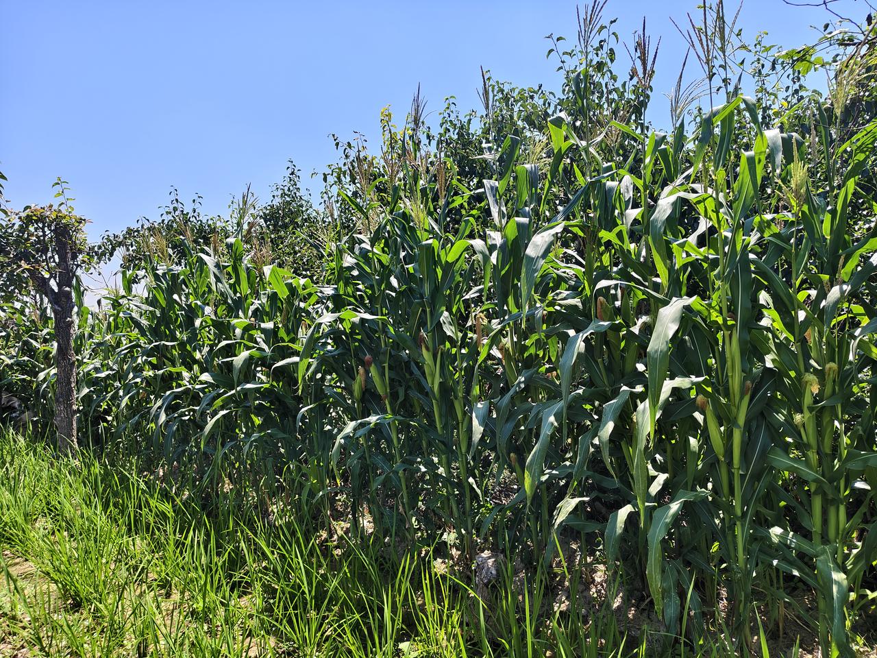 哇噻，我在运城市临猗县黄斗景村种植的玉米🌽今年长得好茁壮，基本上都抱上了娃娃了