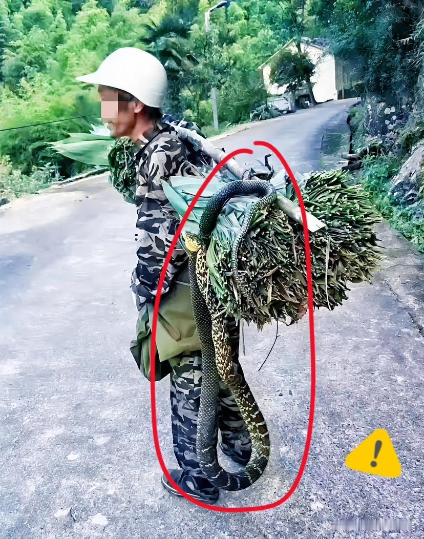 大爷这胆子也太吓人了吧！上山砍柴竟然带了这么大一条蛇回来！有没有人知道这