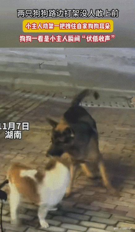 太有灵性了！湖南，两只狗狗在路边打架，没一个路人敢上前劝架。霸气小主人看到后直接