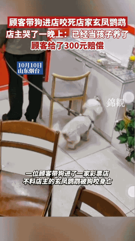 “会叫‘老板’、陪店主守了三年店的玄凤鹦鹉，在山东烟台的彩票店里，被顾客的狗一口
