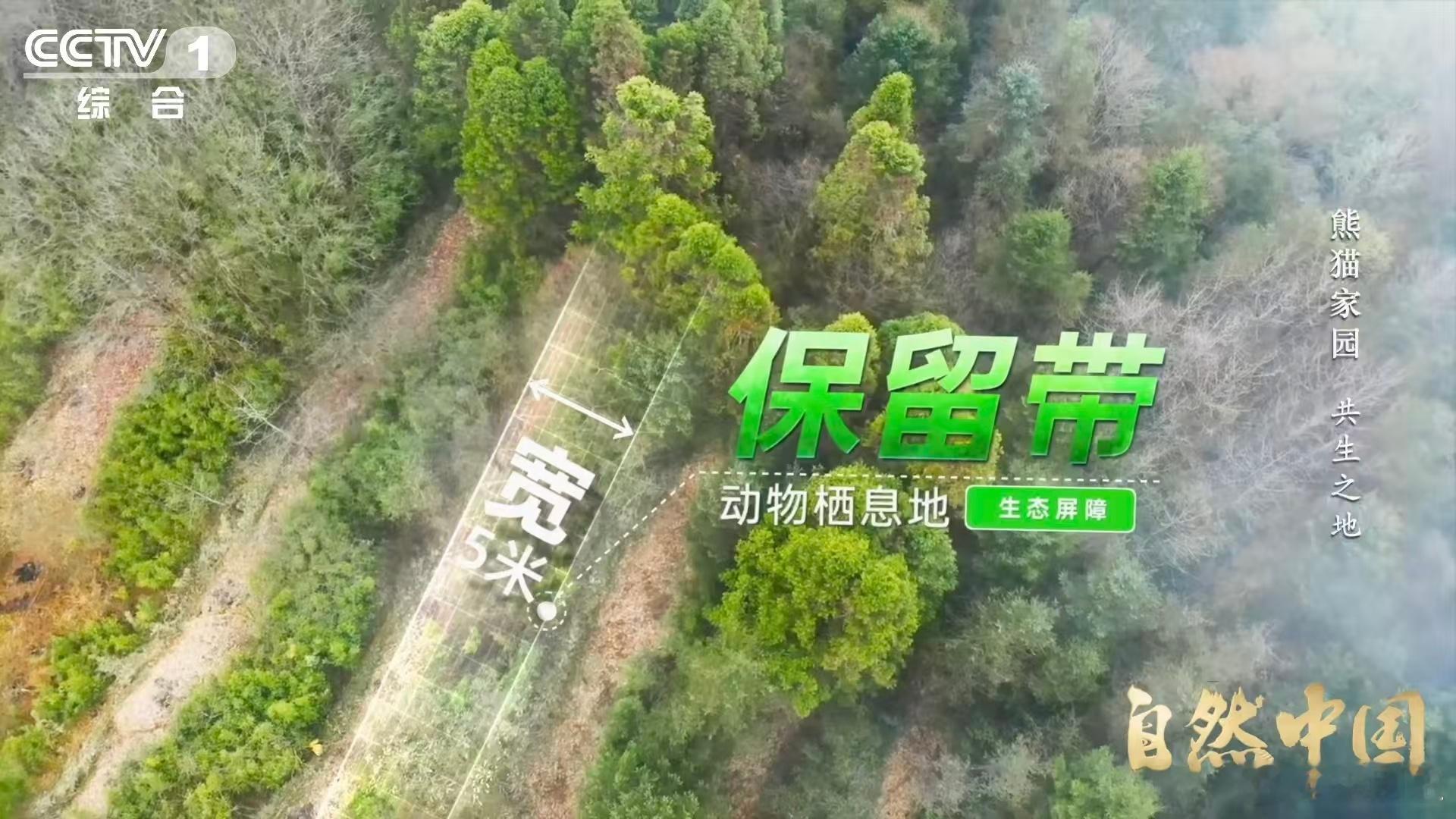 原来大熊猫不喜欢竹林疯长自然中国你以为是竹林，大熊猫以为是迷宫。