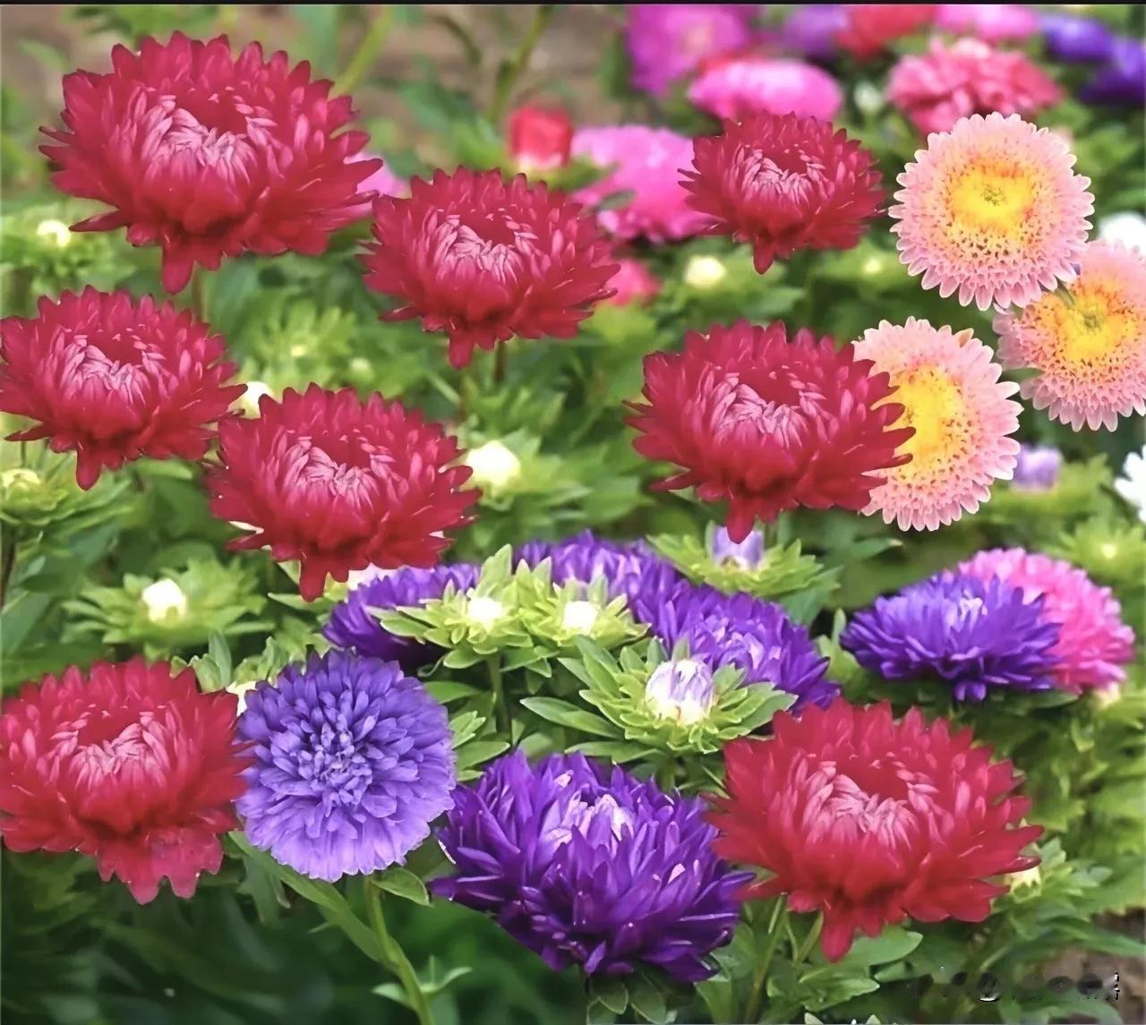 秋季里，各种色彩的菊花都有着它独特魅力，独特的美。菊花多种多样，千娇百媚，五彩缤