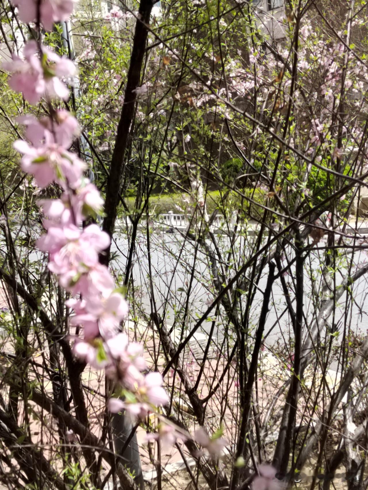 民以食为天，今天小老太太我，又上早市儿了。买了点儿蓝莓，现在的蓝莓无论大的小