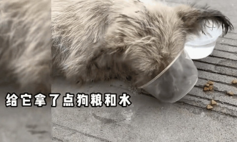 小姐姐发现一只流浪狗躺在马路上，嘴里还叼着一块硬硬的馒头