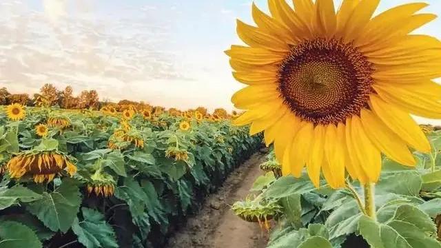 昨天下午下班后，我去菜园栽茄子苗，恰好遇到了两年未见的女邻居。我老远就跟她打招