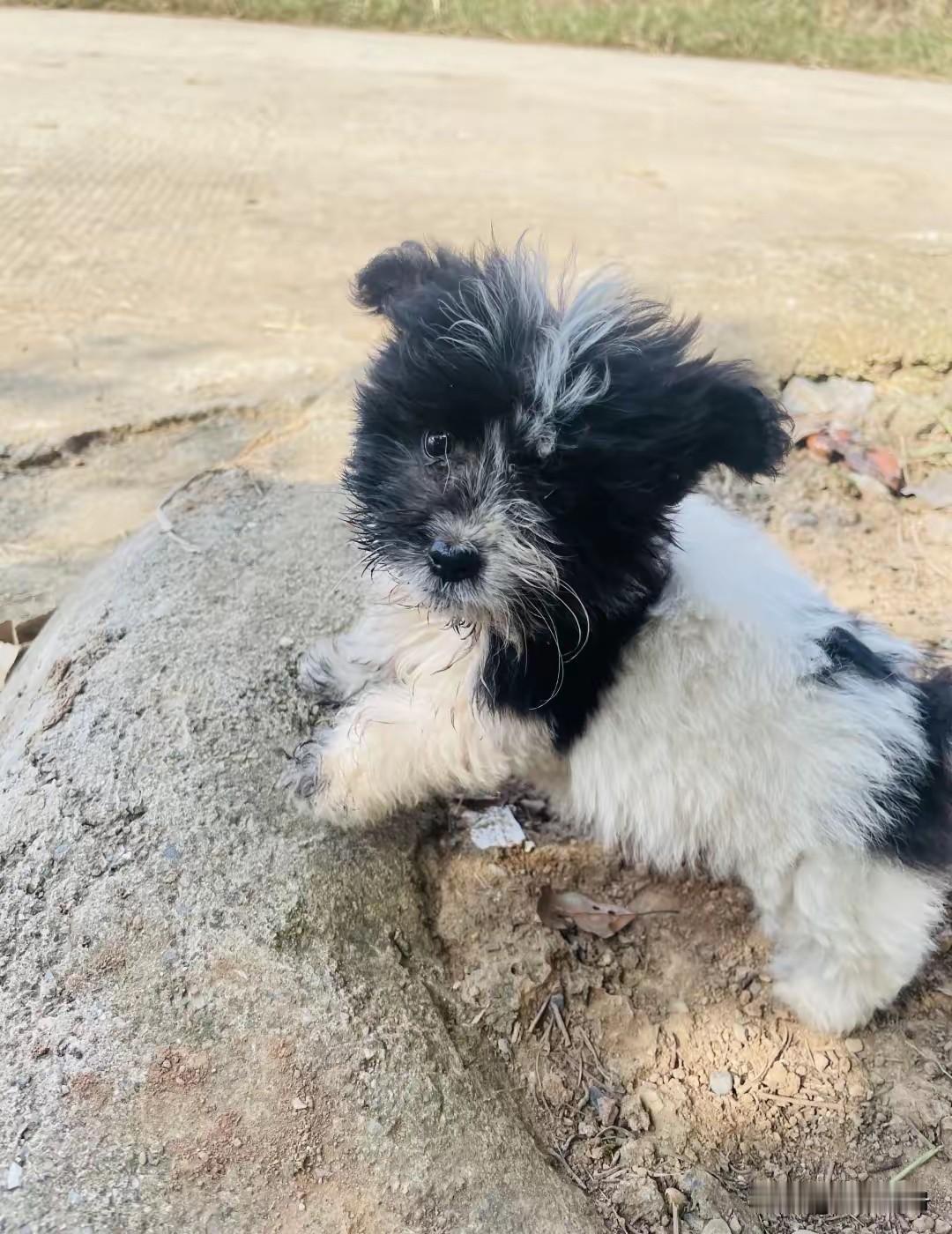 昨天夜里院子里溜进一只小奶狗，正躲在墙角怯生生的看着我，应该是被冻得从大门旁的下