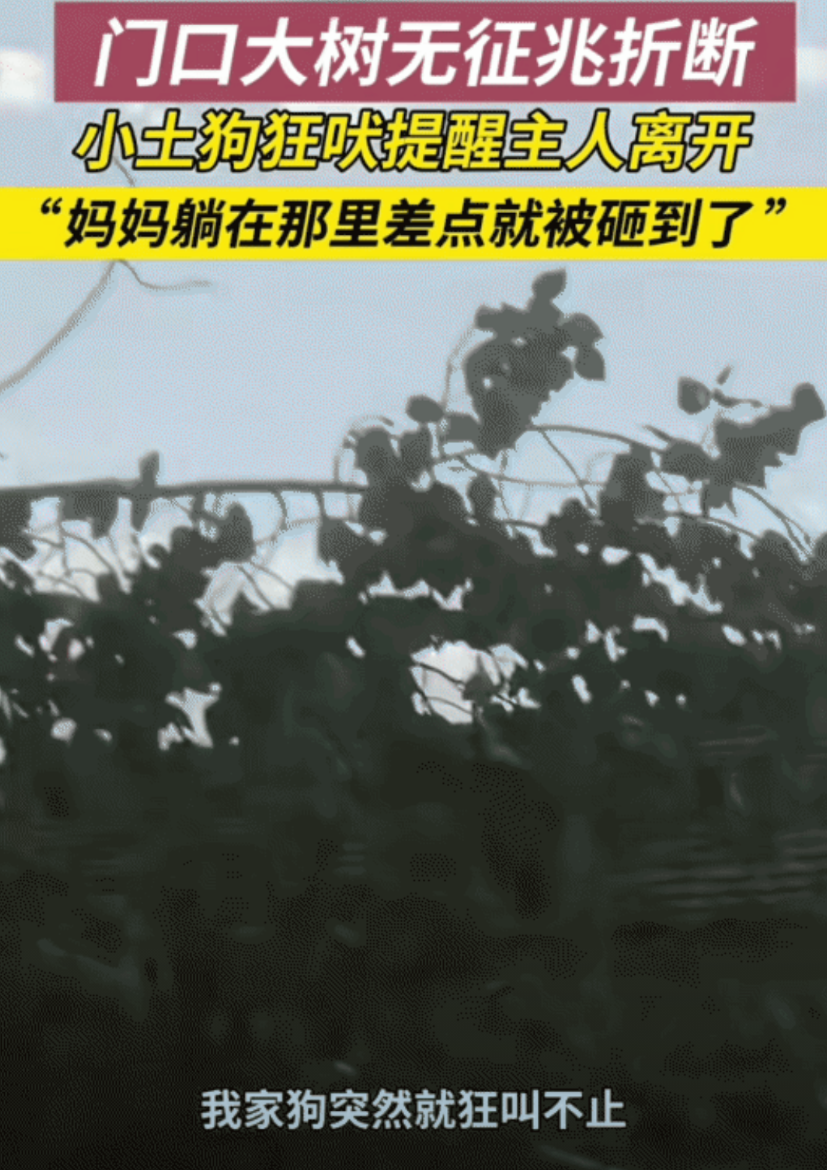 “万物皆有灵！”吉林，女子躺在屋门前吊床上。突然家里俩狗狗狂叫不止，女子起身查看