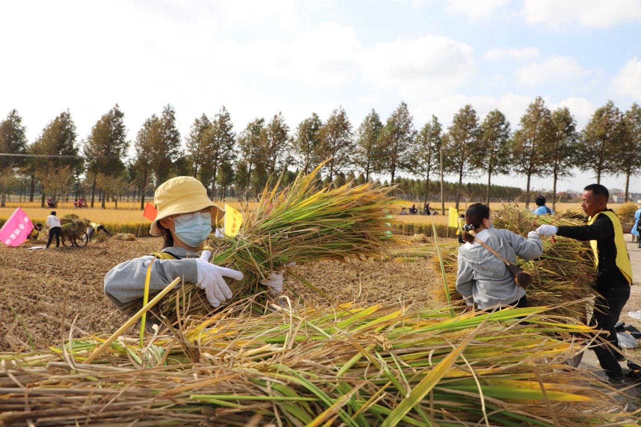 都说上海是金融之都、时尚之都，但你可能想不到，它还是个隐藏的“种田王者”。202