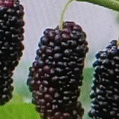 新桑葚这玩意儿，功效和作用可不少。它富含多种维生素和矿物质，能提高人体免疫力。像