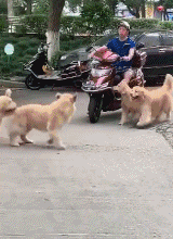 金毛是天生的空间管理大师！