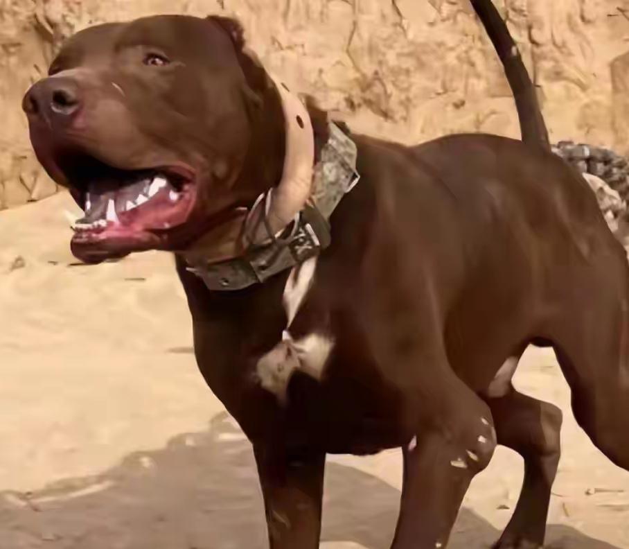 重庆男子放开比特犬咬死人是否触犯了危害公共安全罪一听说判三缓三，好多人气的不得