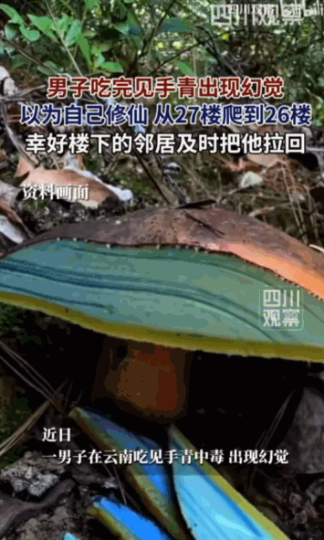“马上就要飞升了！”云南，一个男子在享用完美食“见手青”后，竟觉得自己法力无边，