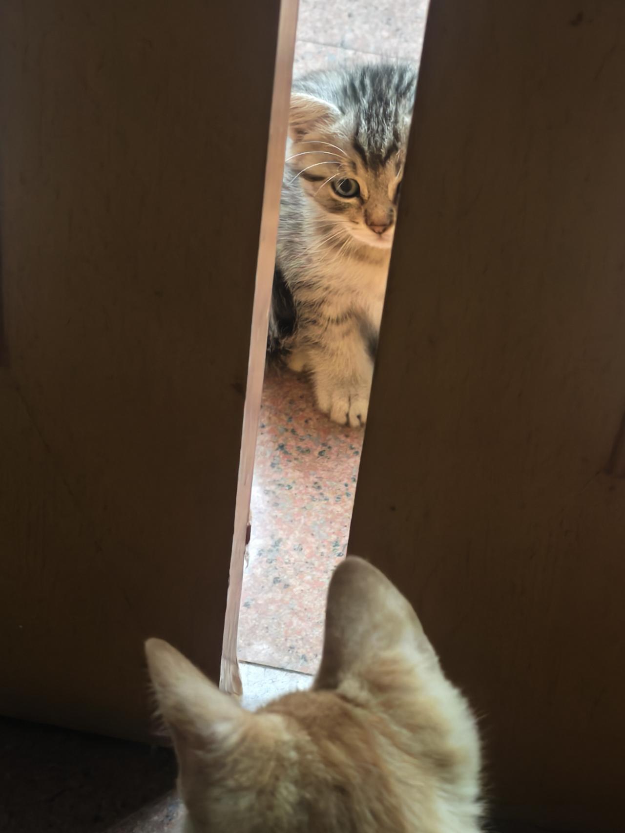 家中原有猫咪，新带回一只幼猫，二者仅隔门缝对视熟悉时不会直接打斗，但不能贸然开门