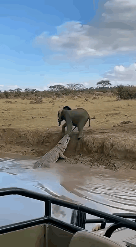 大象妈妈勇救小象