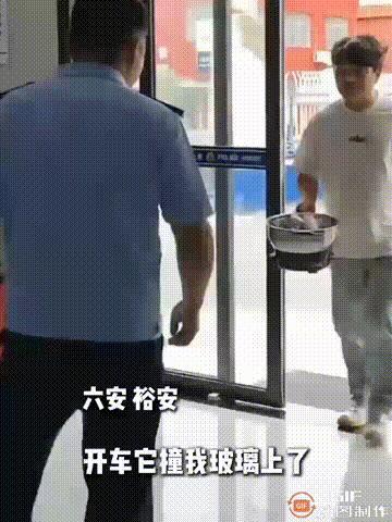 安徽六安一名男子开车途中，突然有一只小鸟撞向他的车窗，导致小鸟受伤无法飞行，于是