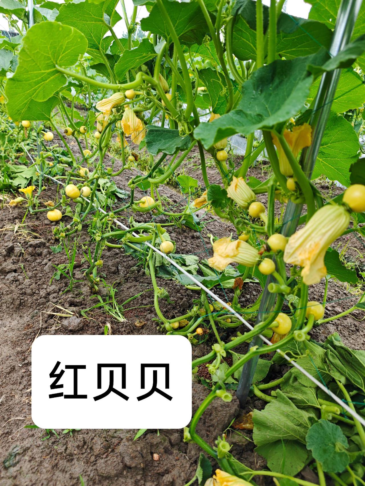 菜地大丰收，我这是要成为蔬菜王的节奏啊！