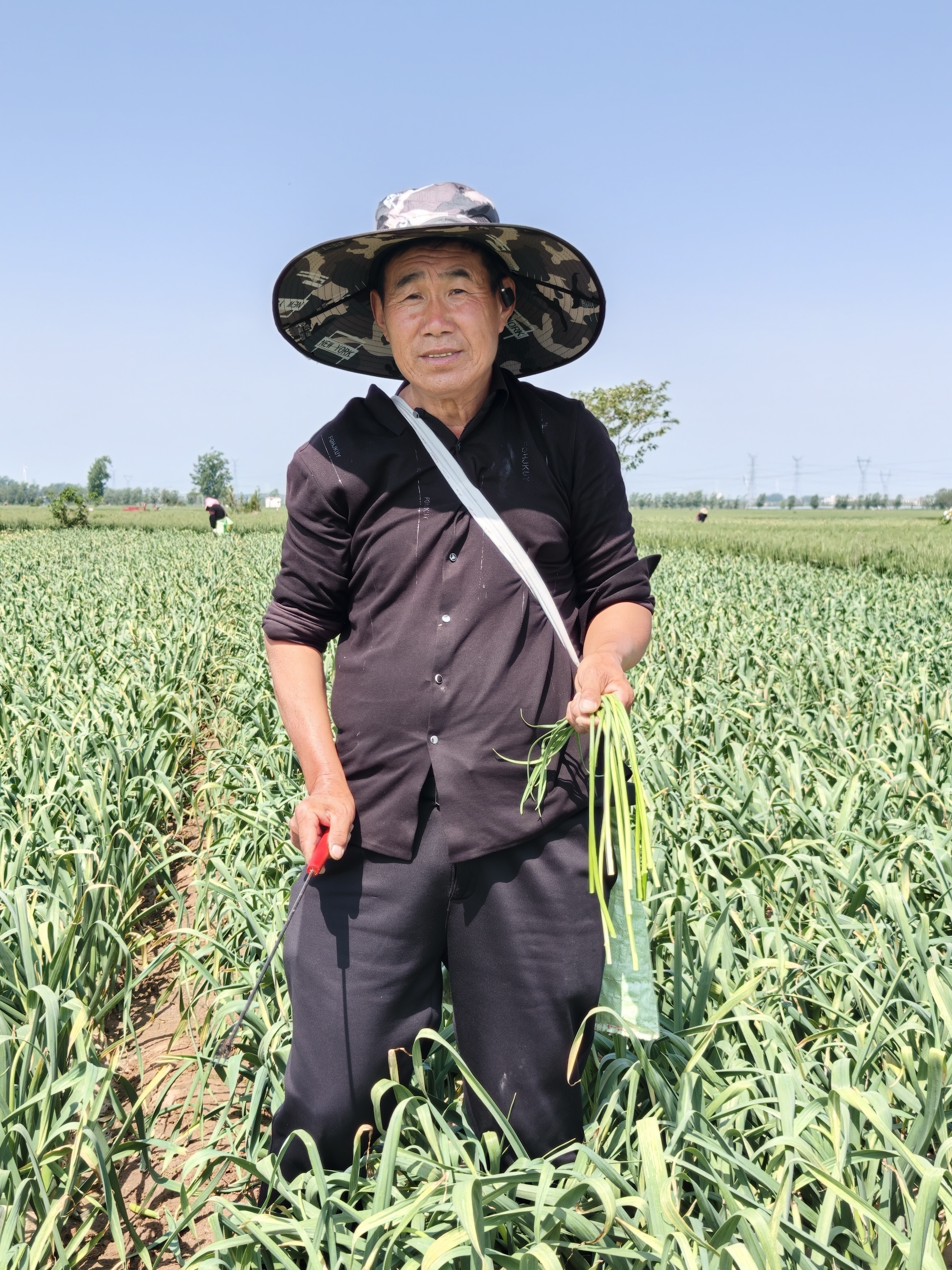 帮帮我们，坐标河南某个村，蒜苔滞销了这种属于“笨蒜苔”，个头又短又细，不像大超市