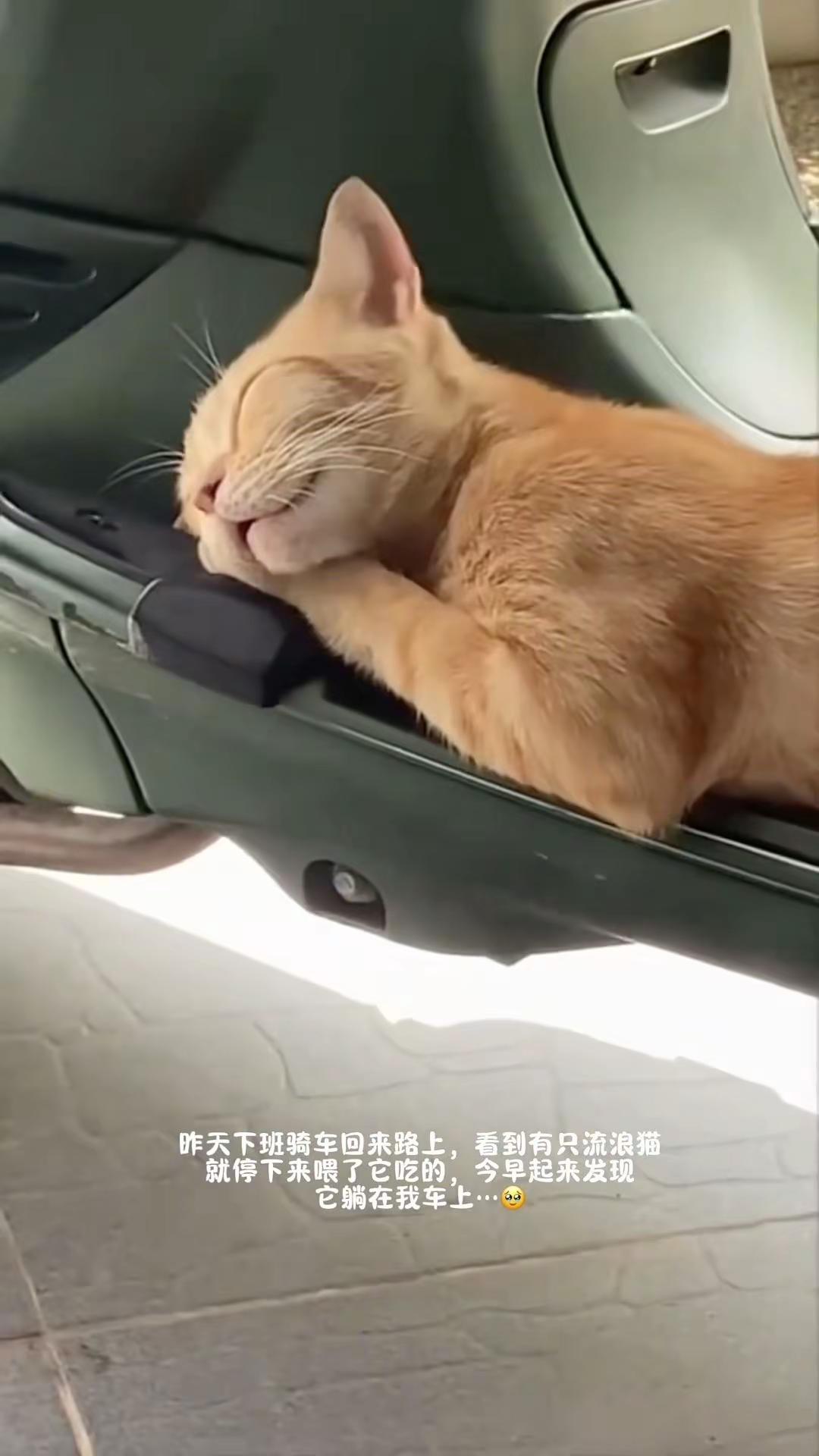 猫咪很可爱，已收养～