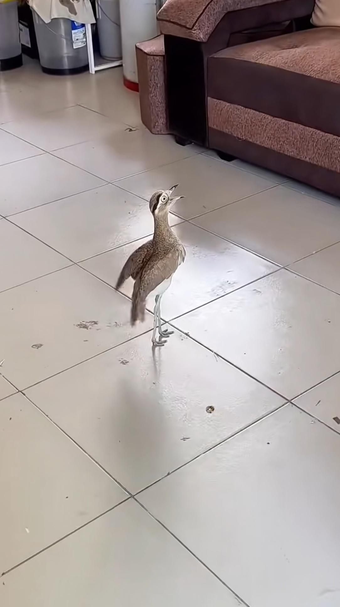 家里这是跑进来了个啥？叫它出去还凶得很，喳喳喳的叫个不停！