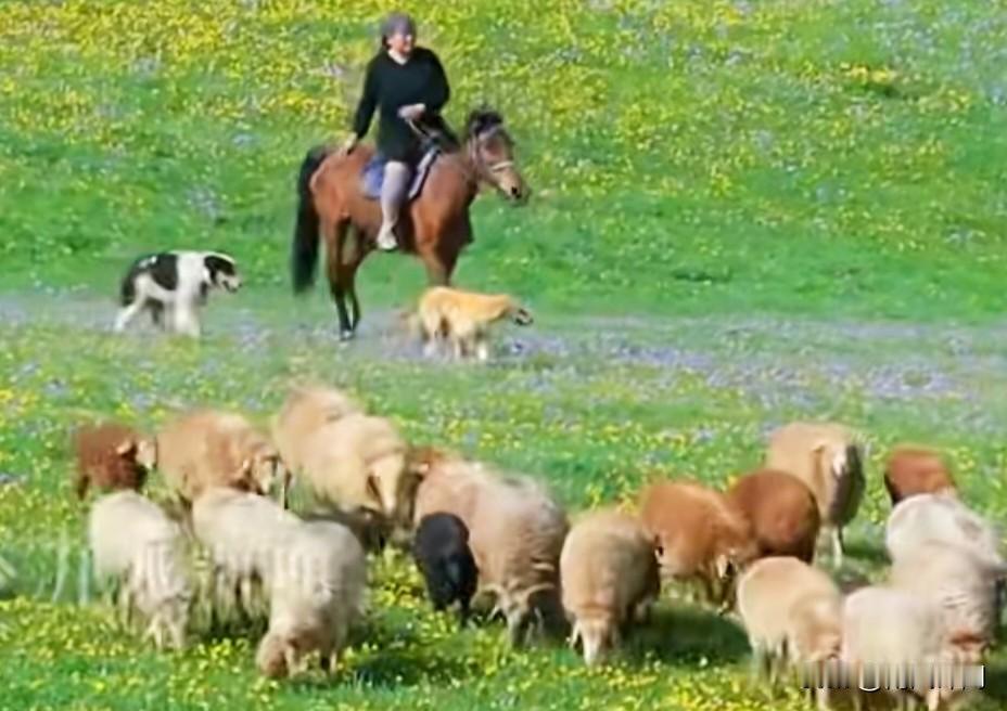 月薪1.6万招“羊倌”，还包吃包住！3万亩草原放3000只羊，这工作你敢冲不？