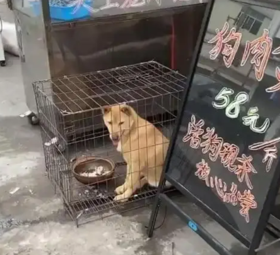 小区后边小步行街里有一个花江狗肉店，门口放了一个大笼子，笼子里经常放几条狗，生意