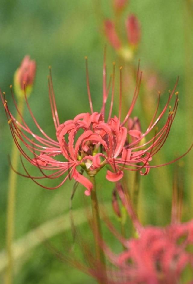 骆岗公园彼岸花初绽, 8月底将迎盛花期