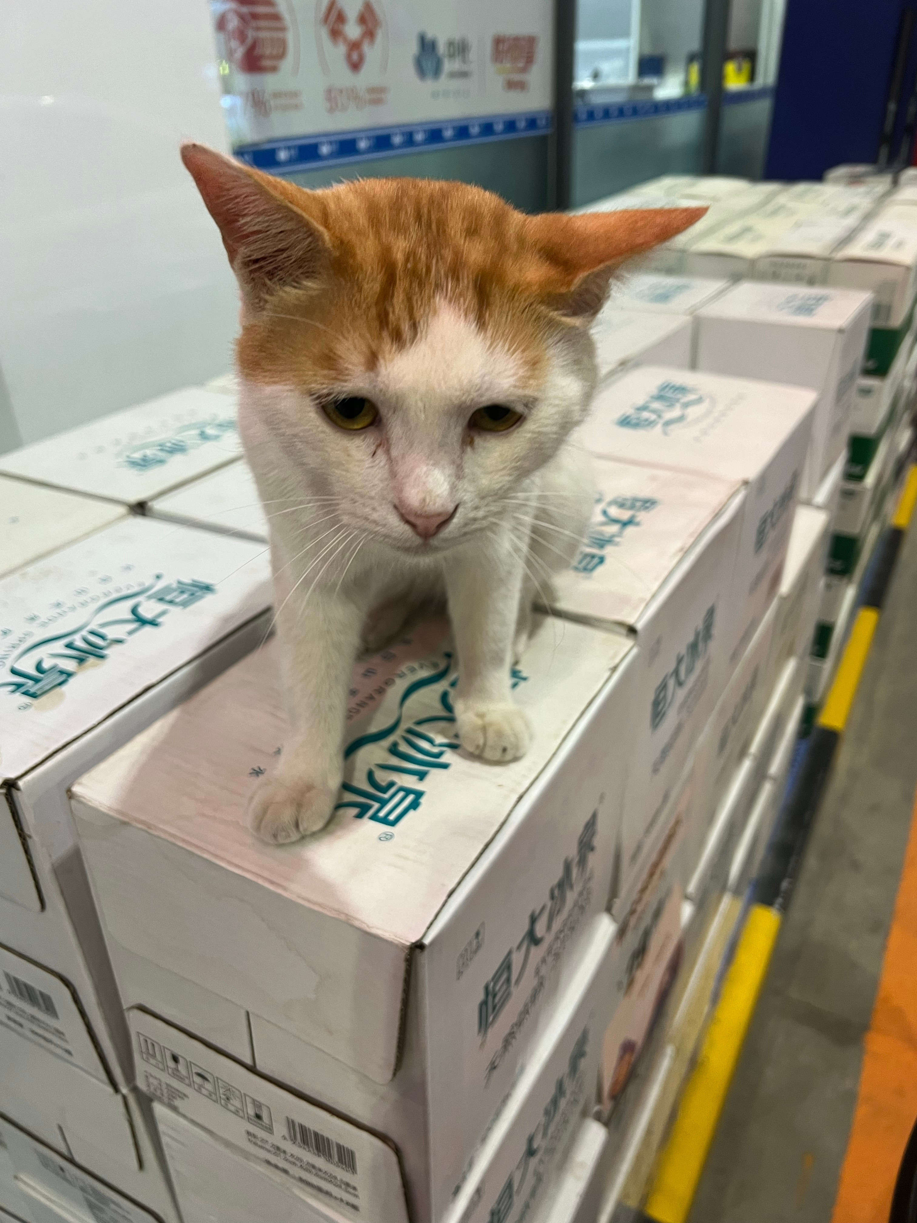 我这个招猫体质呀，和我儿子一样从小就是[滑稽笑]​​​