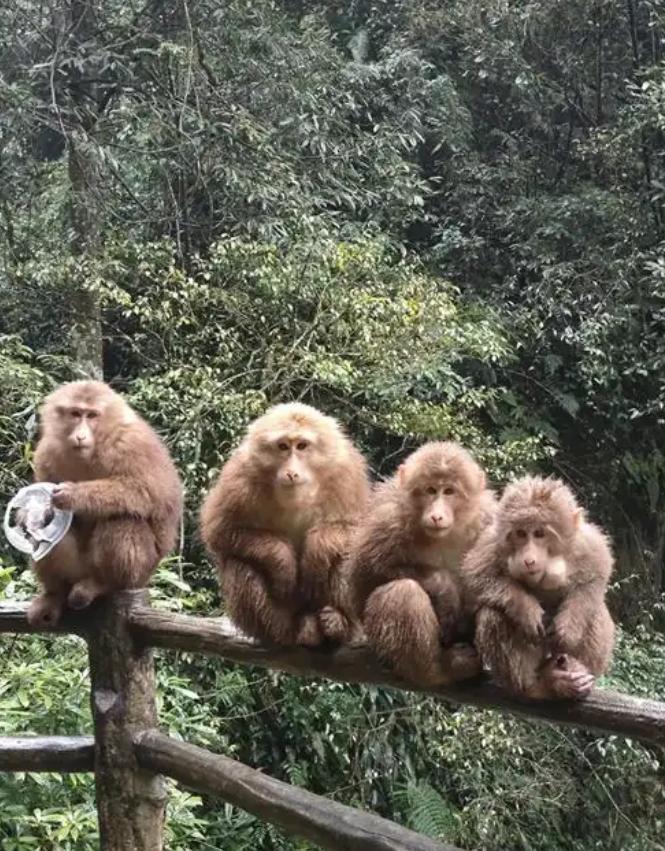 2026年，峨眉山的猴子抢了游客的手机，你猜管理员怎么搞？说出来你可能不信，他没