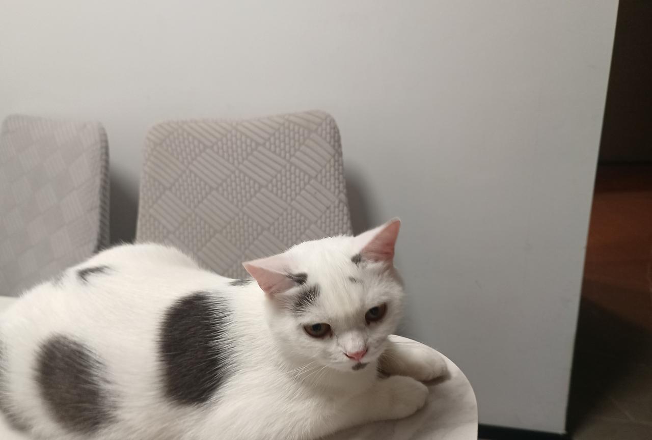 妻子越来越喜欢猫了我看她那样子一不小心就有可能会领养一只但我是不会让她养的