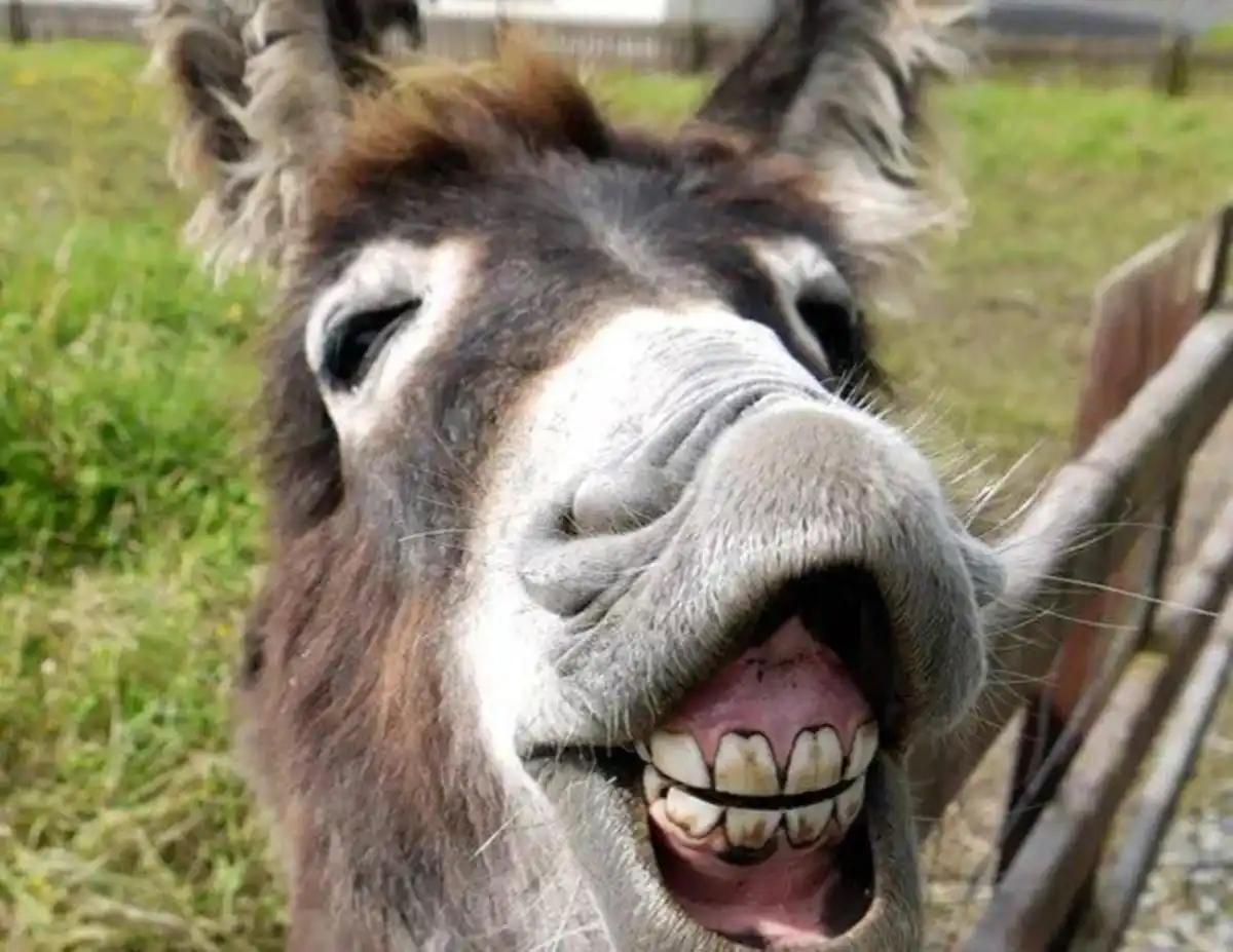 1953年冬，长白山脚下一个屯子，老光棍林有德咬着牙掏出攒了三年的工钱，从集市上