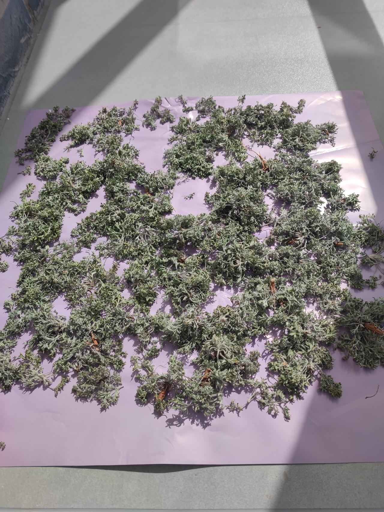 大家都说它对肝好最近几年的春季都挖点白蒿晾干泡水喝，咱不是大夫也不会做药用，