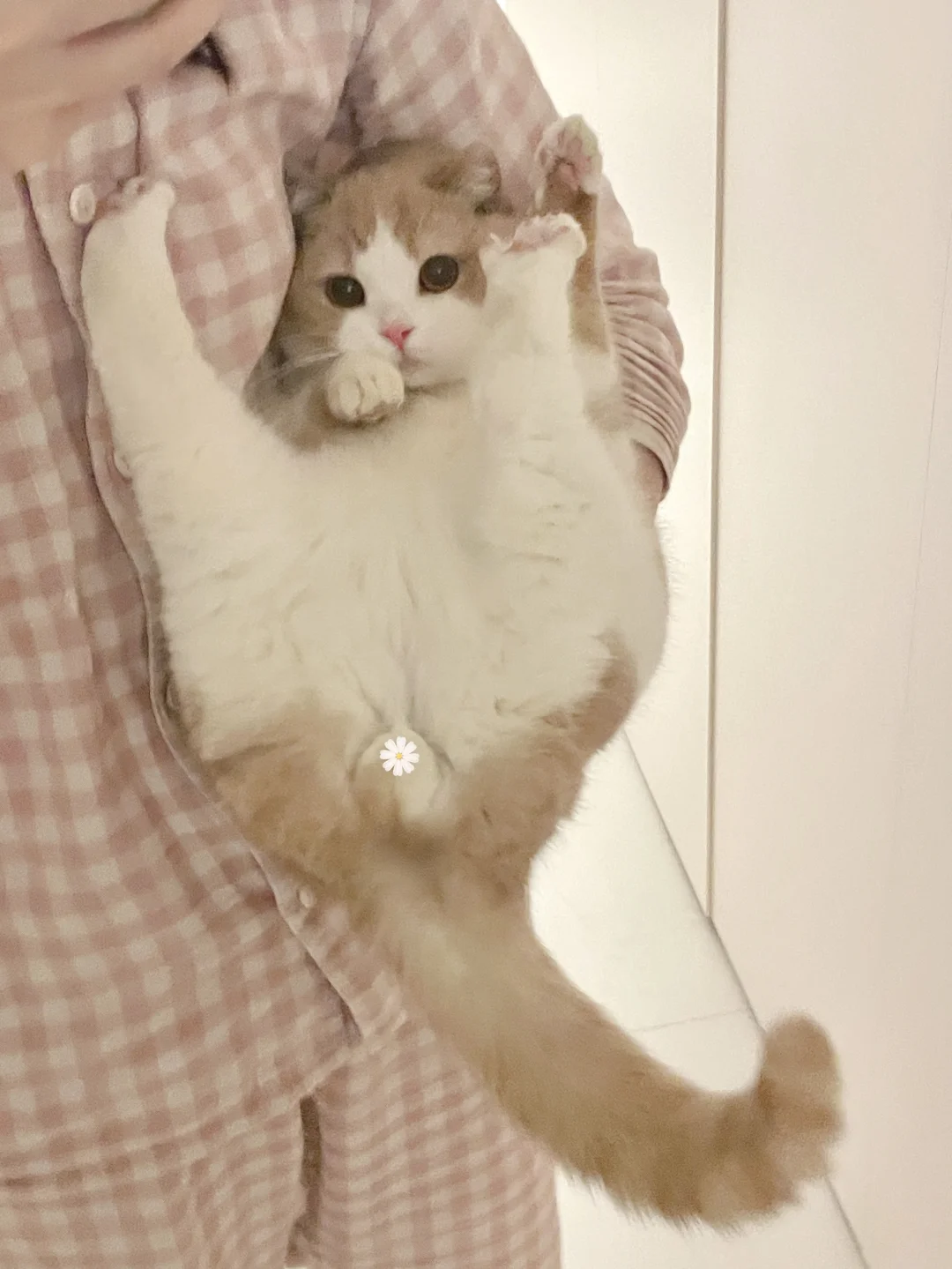 猫儿这个空中劈叉