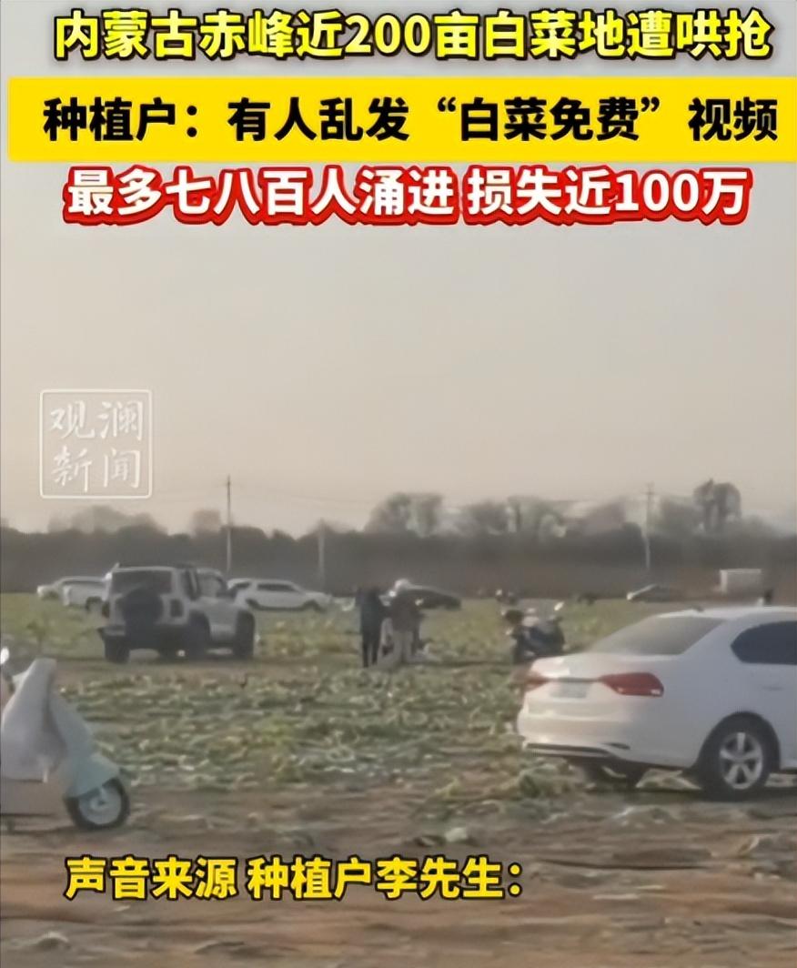 “白嫖成功了？”内蒙古赤峰，一男子承包200亩地种大白菜，辛苦一年眼看要丰收卖钱