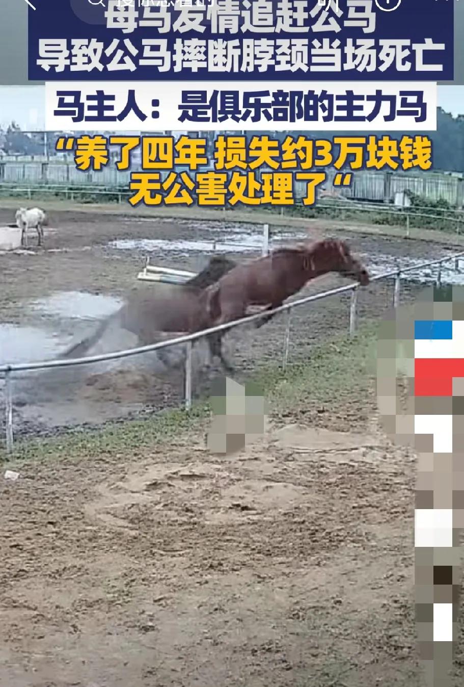 自古奸情出人命，不信你问西门庆！马和人一样啊，为了爱情奋不顾身呐！不过，死的公马