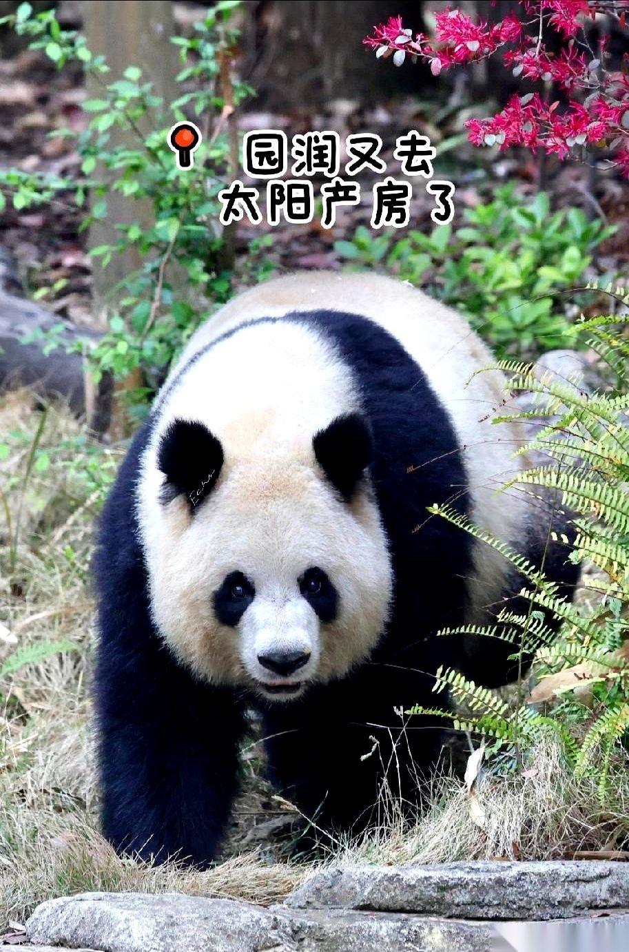 大熊猫陈园润“消失”了这么久，这次传出消息，直接让不少人坐不住了：她可能又要当妈