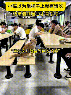 注意看，这只大橘猫在食堂凳子上蹲半天，以为坐这儿就有人喂饭嘞！结果等了半天没动