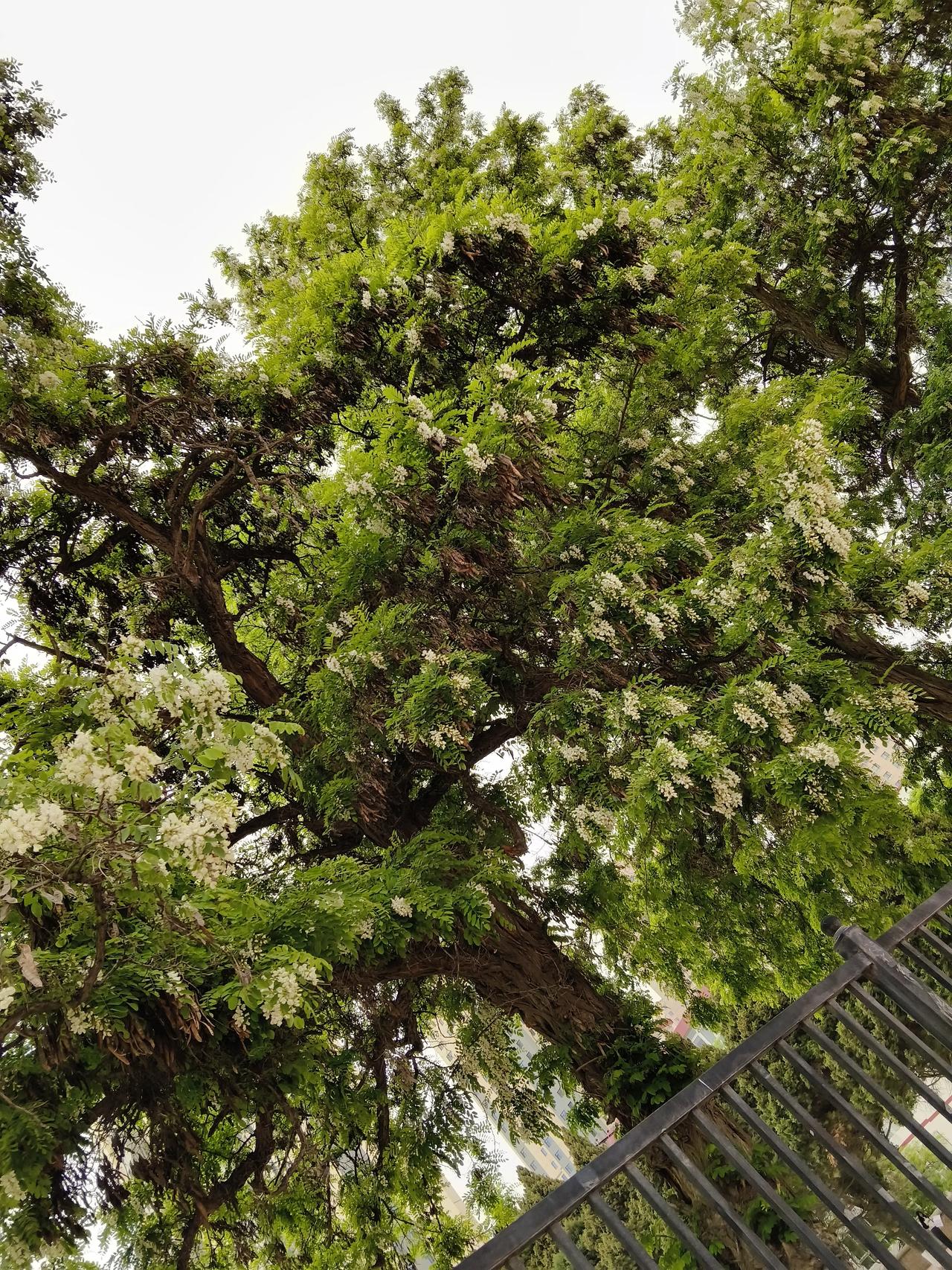 今天是2025年的5月7日，这个季节正是槐树开花的时候，洋槐花味道好香甜。上