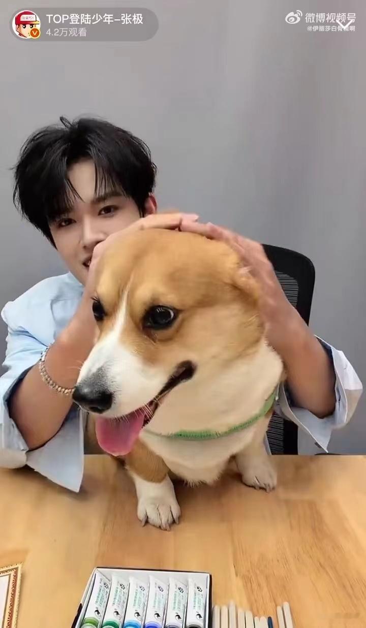 张极带狗直播张极带啵啵直播张极和啵啵同框的画面我能看一百遍，他对小狗的温柔太戳
