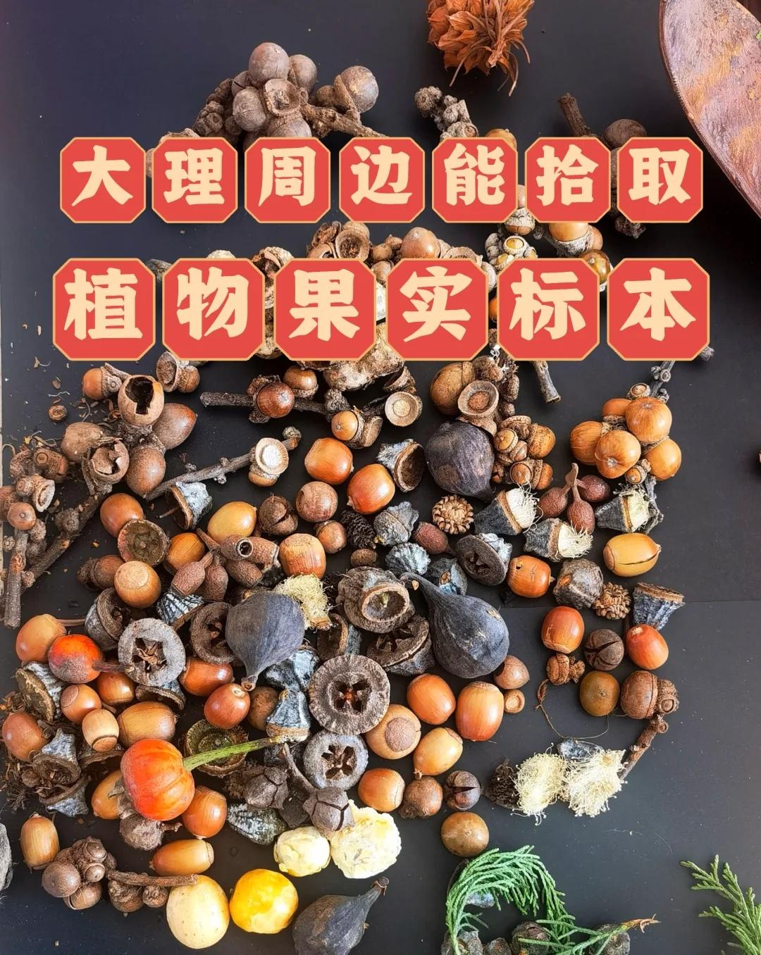 大理周边可拾取植物果实标本合集（攻略版）种类覆盖常见果实标本类型：橡果