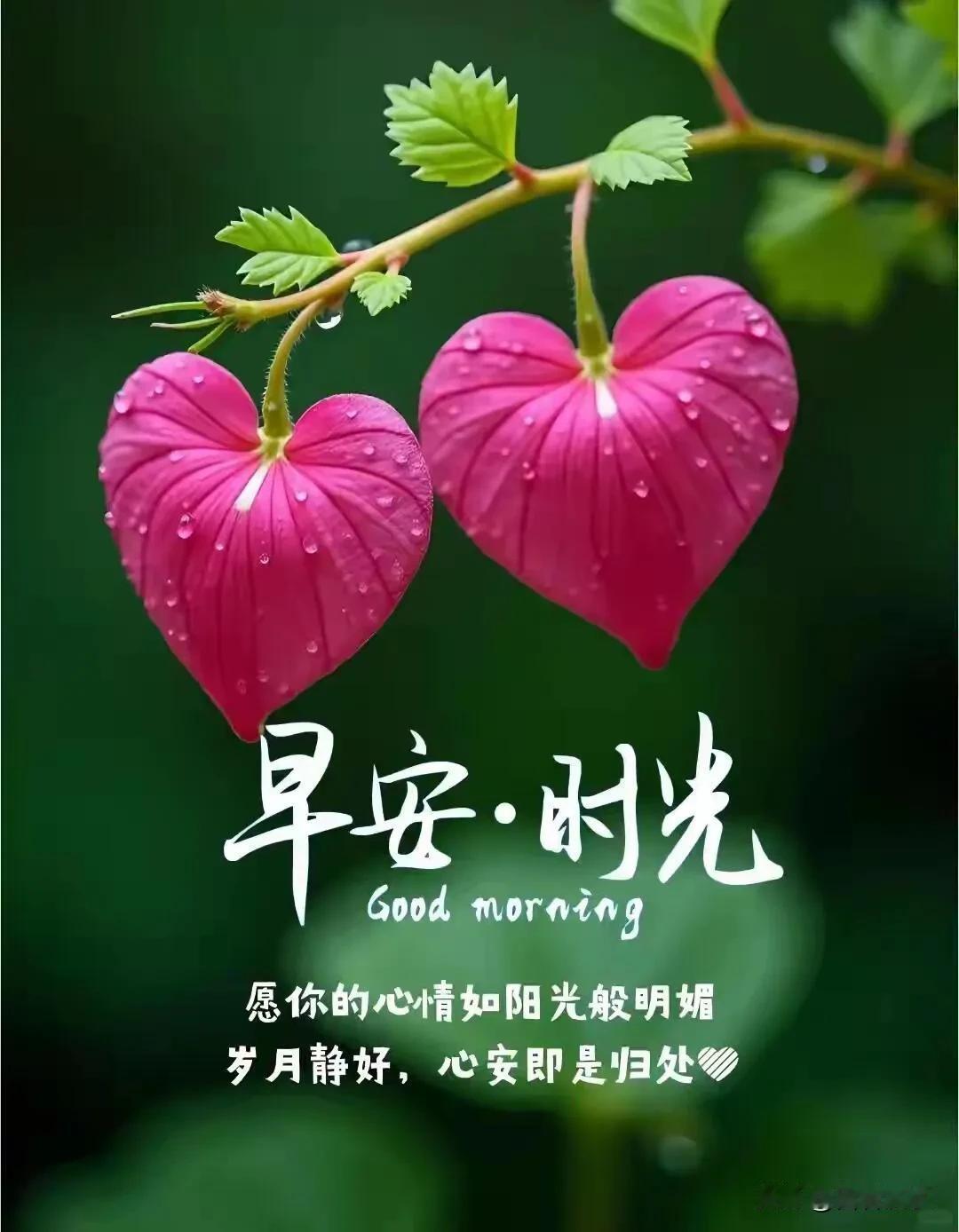 新的清晨，把烦恼留在昨夜，带着一份热忱出发，相信努力终会有回响，早安。