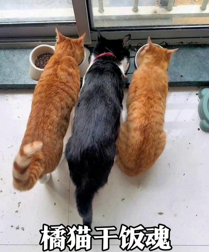 烤肉店老板凭喂猫火出圈！后门竟藏猫咪专属干饭局，大橘带队排队萌翻全网！老板老