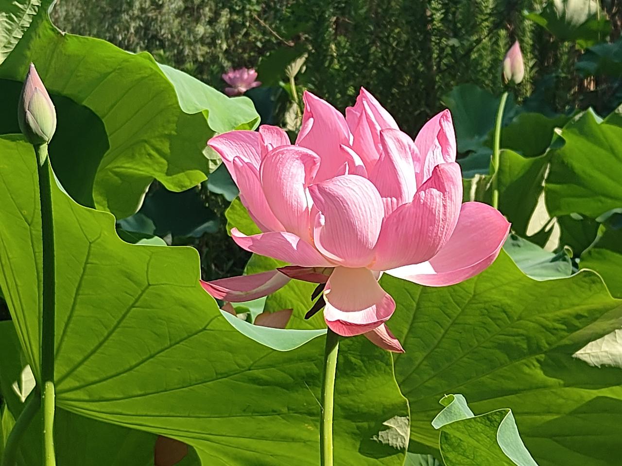 满塘荷花映日开一堤柳色对头来