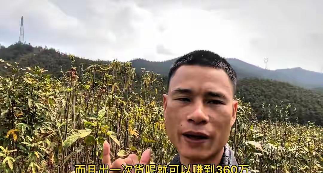 云南夫妻疯了？租50亩荒地种“野菜”，3年狂赚360万！村民：不敢跟风云南有对