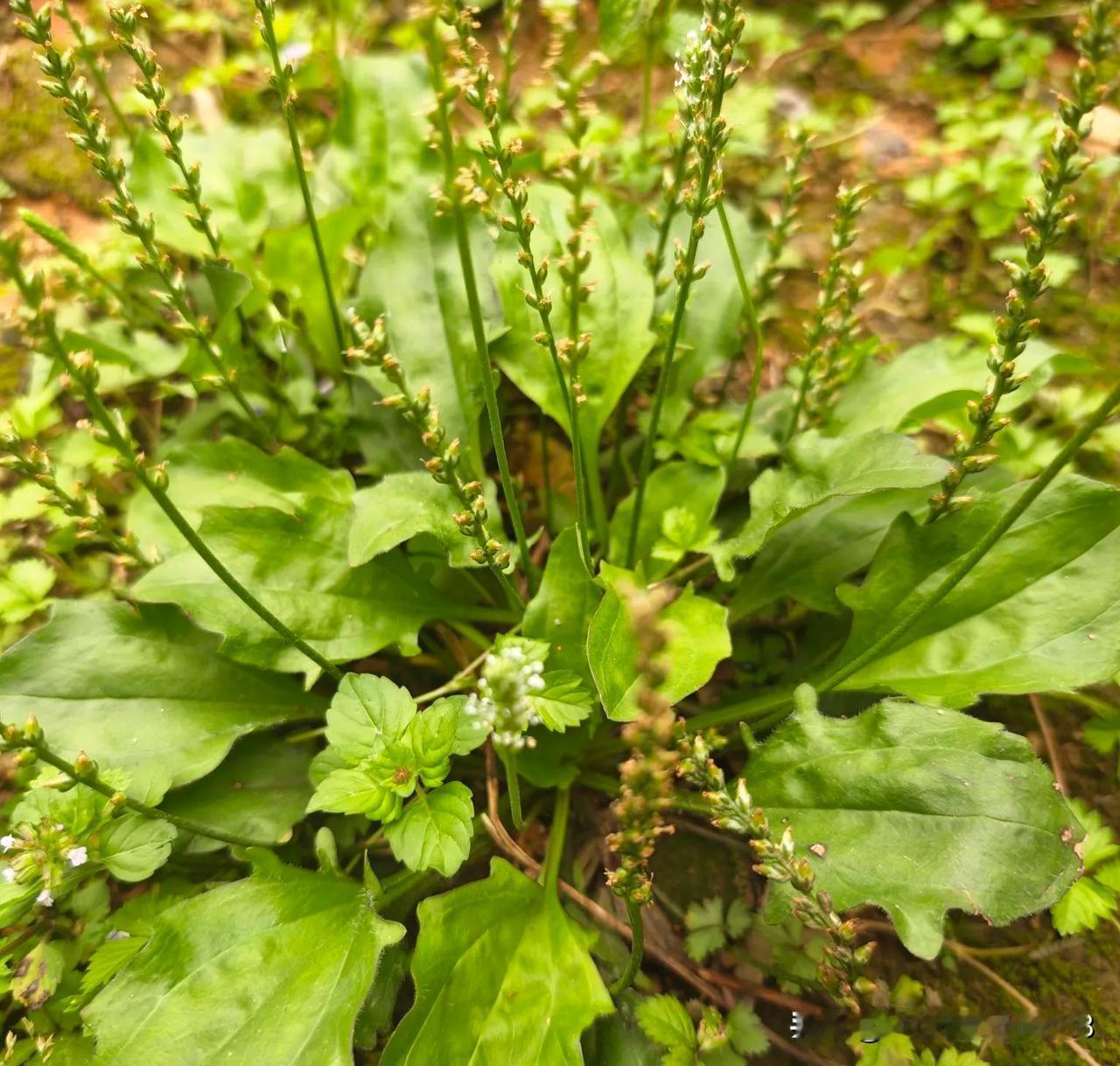 一位49岁的女性执业药师说:本来我已经放弃考双证的计划了，可是最近总是看到关