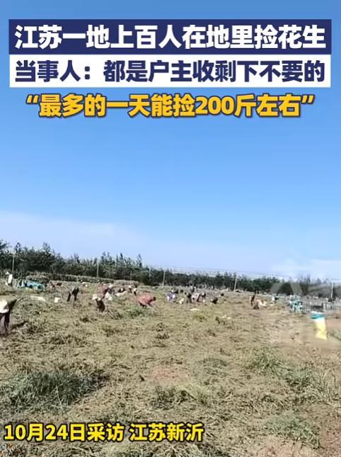 “这简直是捡钱啊!”10月24日,江苏新沂,一女子听说一农户地里可以免费捡花生,