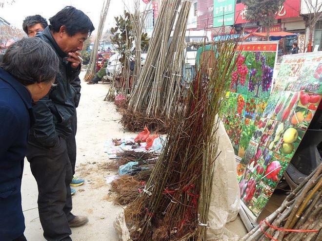 一棵老柿树的“天价旅程”：500元收走，卖到别墅十几万❗最近陕西礼泉的老柿树被