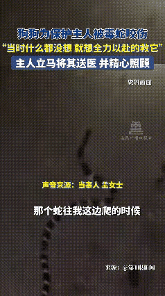 太有灵性了！河北唐山的孟女士和她的狗狗，简直就是现实版的“忠犬八公”。狗狗