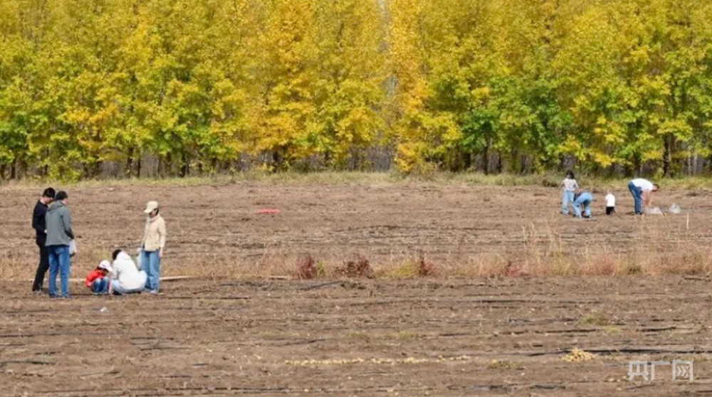 挖土豆挖得不亦乐乎, “下地干活式旅游”火了?