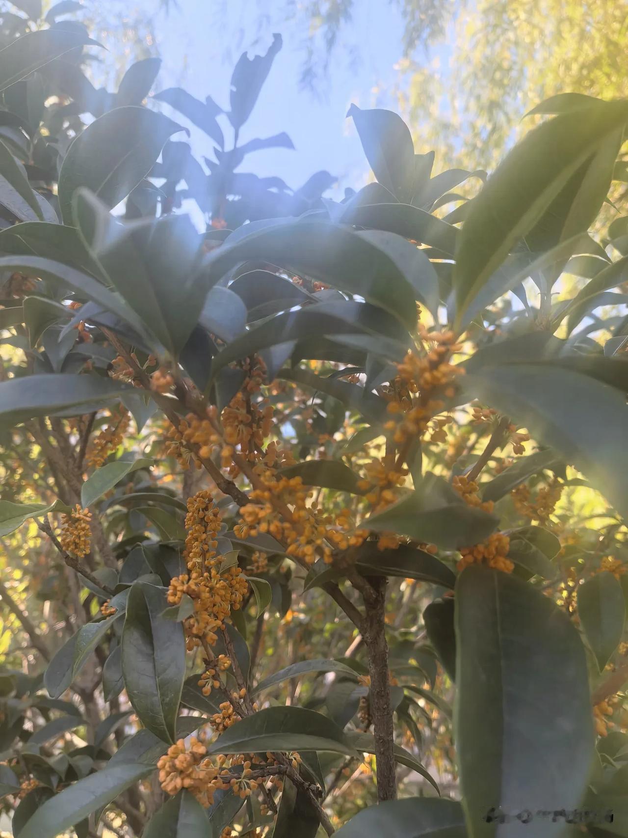 今天是国庆节第二天，我和老婆决定去济南游大明湖，顺道去探望亲戚。根据既往经验，