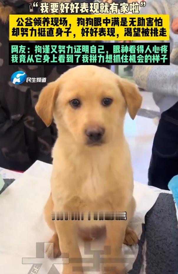 狗狗努力挺直身子渴望被领养近日，北京。公益领养现场，狗狗眼中满是无助害怕，
